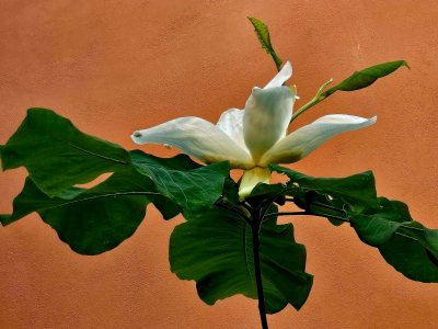 Magnolia macrophylla - šácholan velkolistý 